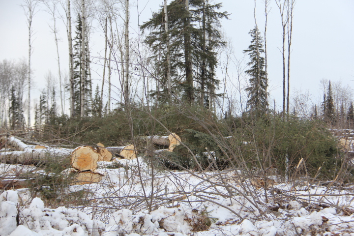Waiting for the Skidder operator