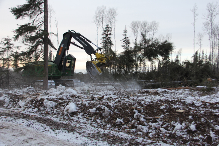 Feller Buncher in action