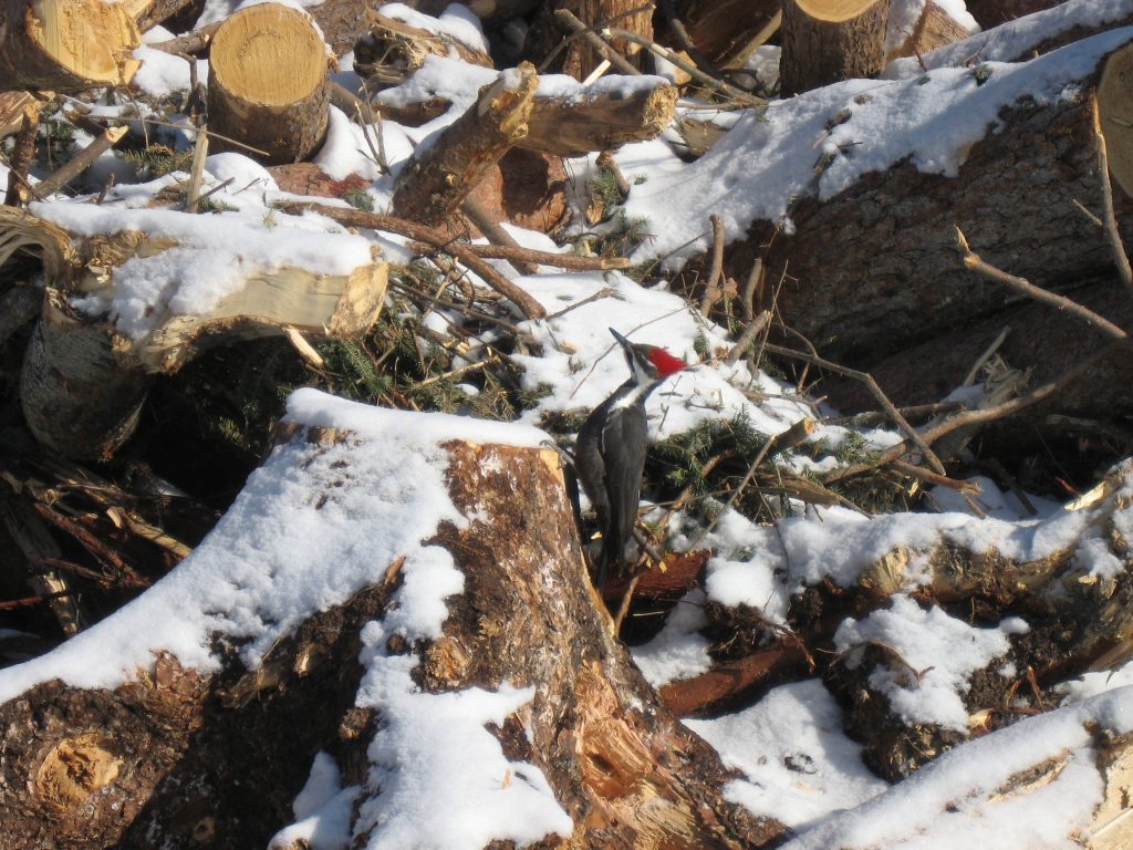 Wildlife in the forest