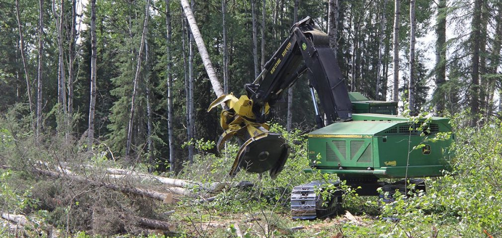 Feller Buncher harvesting a tree