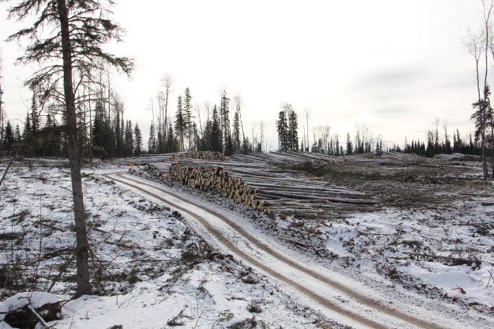 Cuts ready for the loader