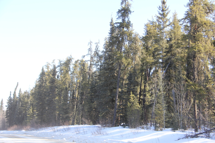 Forest along side of the road