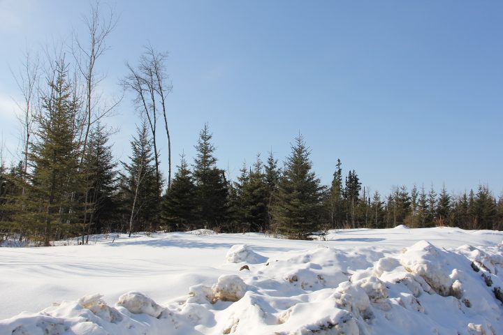A large variety of trees