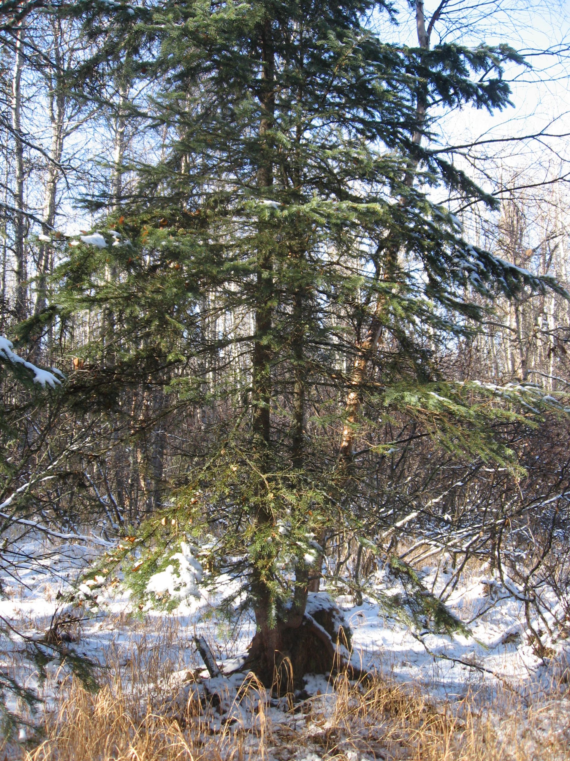 New growth growing from fallen tree