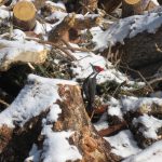 Wildlife in the forest